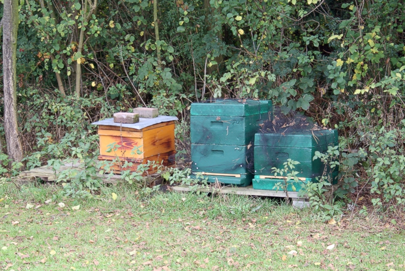 Beuten im Herbst Beuten im Herbst